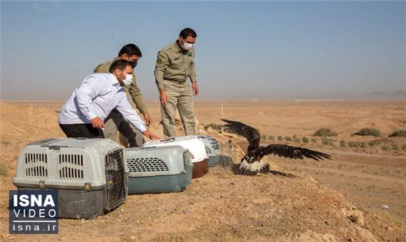 ویدئو / رهاسازی پرنده‌های مهاجر در تالاب بهشت معصومه قم