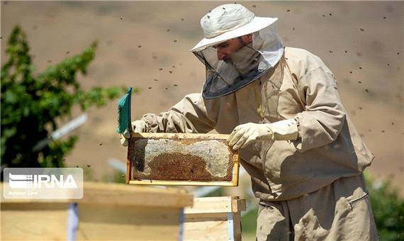 سالانه 380 تن عسل در قم تولید می‌شود
