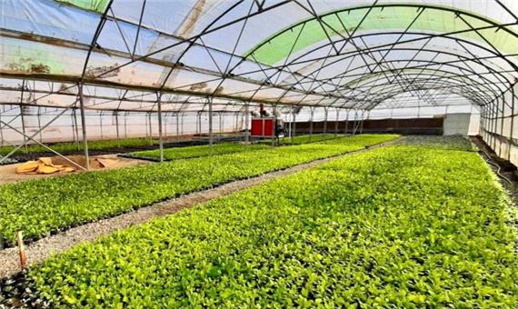 صرفه‌جویی 100 میلیارد ریالی با راه‌اندازی خزانه قلمه مرکز تولیدات گل و گیاه در قم