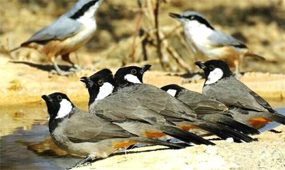 صادرات پرندگان زینتی با مجوز محیط زیست به مقصد کشور های عربی