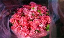 تولید 700 تن گل محمدی در 380 هکتار سطح زیر کشت در قم