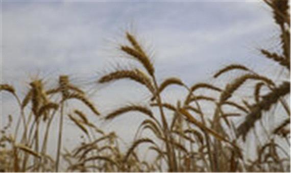 2 هزار و 700 تُن بذر جو و گندم در قم تولید شد