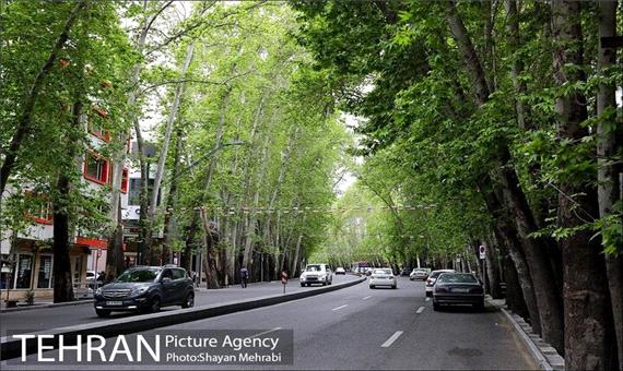 جریمه 117میلیاردتومانی برای خشکاندن درختان خیابان ولیعصر(عج)/تقدیر از شهرداری برای پیگیری
