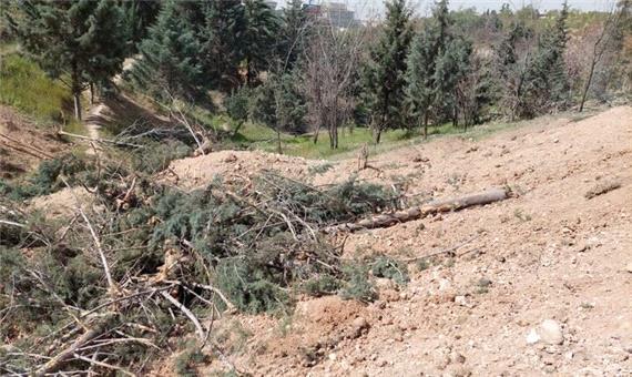 سازمان بوستان‌ها و مناطق 22 گانه زحمات زیادی برای نگهداشت درختان متحمل می‌شوند