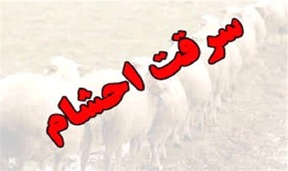 دستگیری سارقان 630 رأس گوسفند