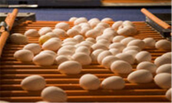 روزانه 250 تن تخم مرغ در قم تولید و روانه بازار می شود