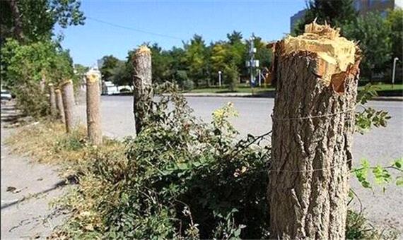 جریمه قطع درختان تهران به کجا رسید؟