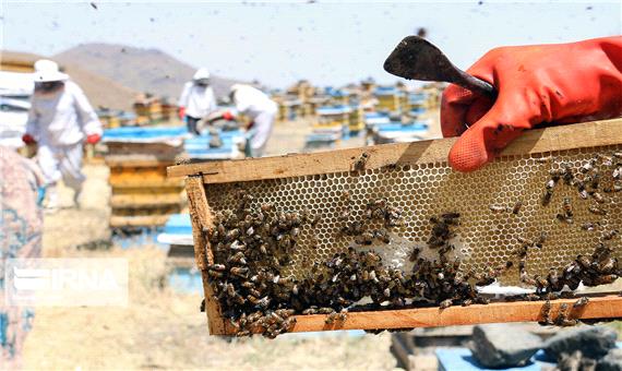 372 هزار کیلوگرم عسل امسال در قم تولید شد