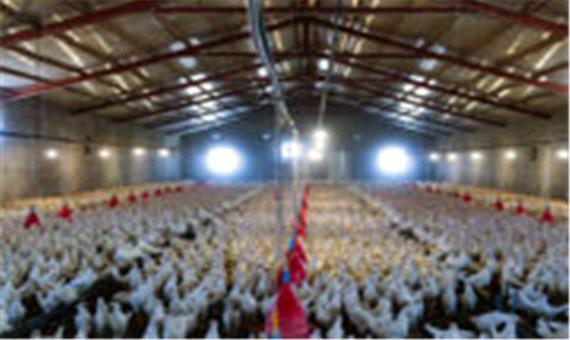 استفاده از فناوری‌ نانوحباب ایرانی در 2 مرغداری صنعتی