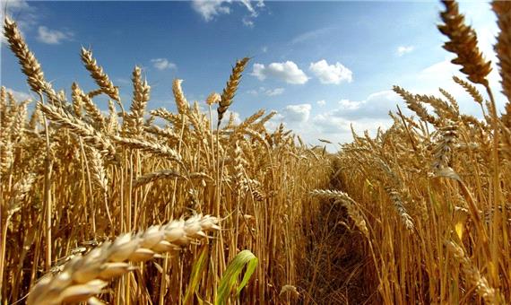 طرح کشت قراردادی در 40 درصد از مزارع گندم قم اجرا شد