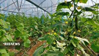 احداث گلخانه هوشمند با مشارکت سرمایه‌گذاران داخلی و خارجی در قم