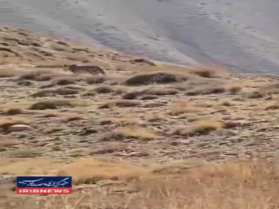 گشت و گذار پلنگ ایرانی در ارتفاعات فیروزکوه