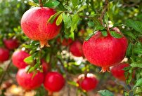 برگزاری جشنواره برداشت یاقوت سرخ در قم
