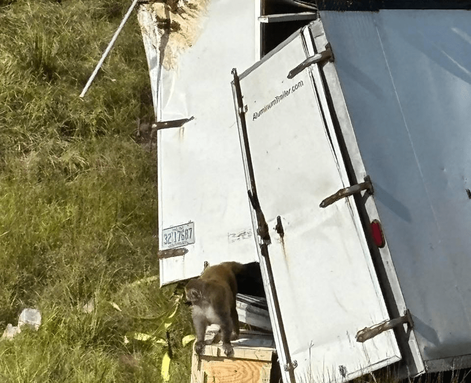 واژگونی کامیون میمونهای مبتلا به ویروس در آمریکا