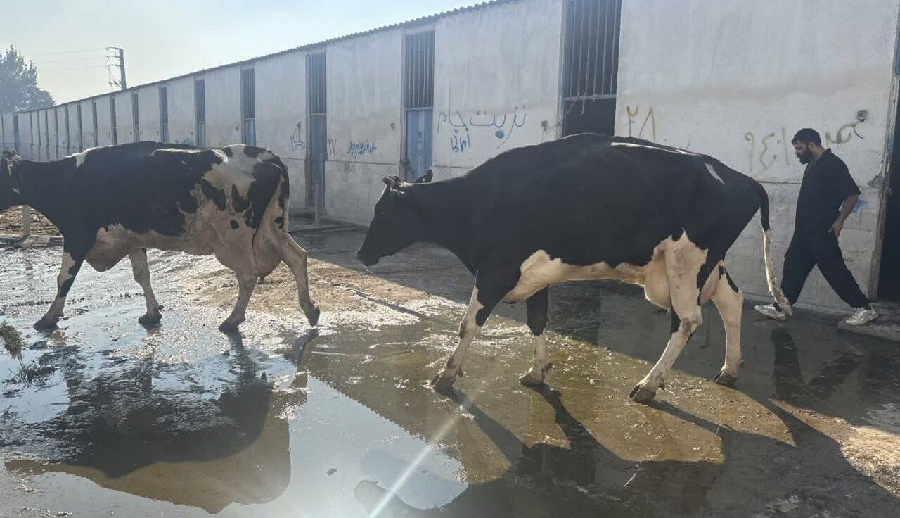 محموله دام زنده بیمار و قاچاق کشف شد