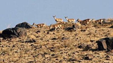 پایش مناطق حفاظت شده قم هوشمند می‌شود