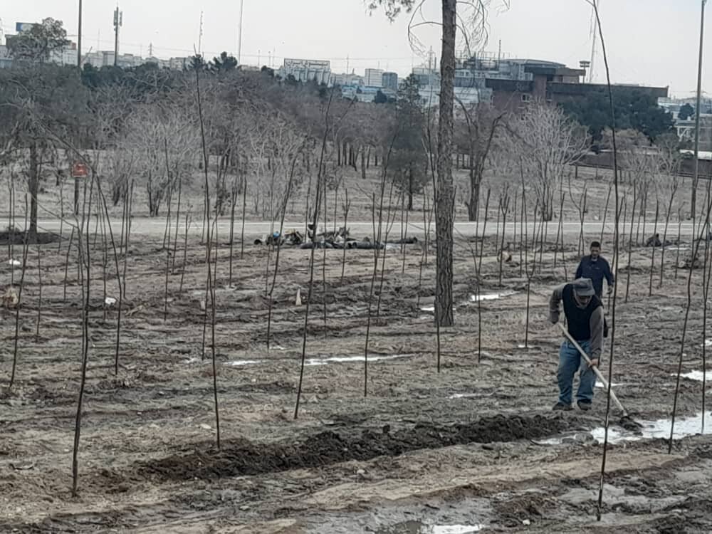 درختان پارک چیتگر از بی‌آبی در صف مرگ هستند