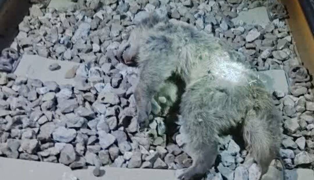 یک قلاده خرس به‌دلیل برخورد با قطار تلف شد