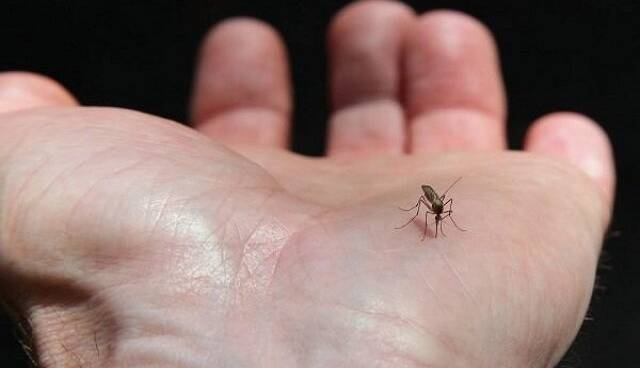 گسترش فعالیت پشه آئدس با بارش‌های پاییزی