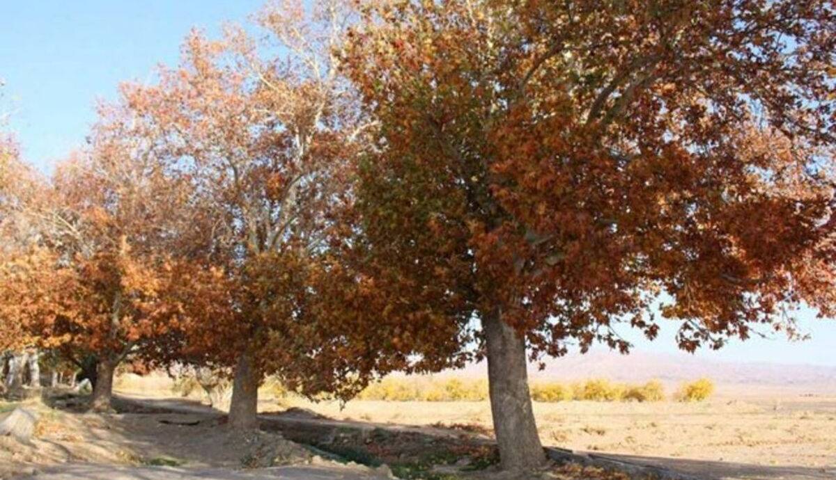 بارش باران به کمترین سطح ۳۰ سال گذشته رسید
