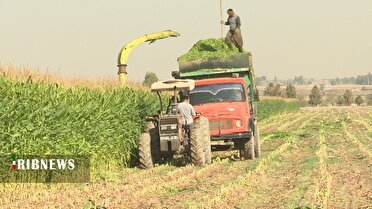 برداشت ذرت از ۲۳۰۰ هکتار از مزارع قم
