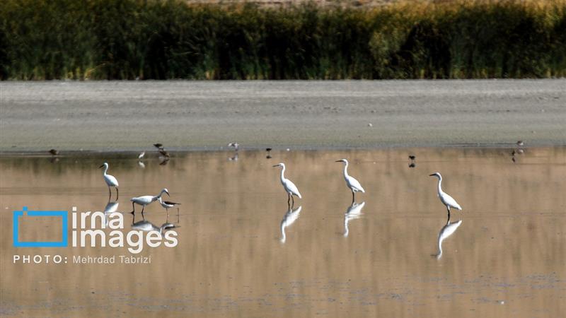هشدار محیط زیست برای انقراض گونه‌های گیاهی و جانوری در ایران