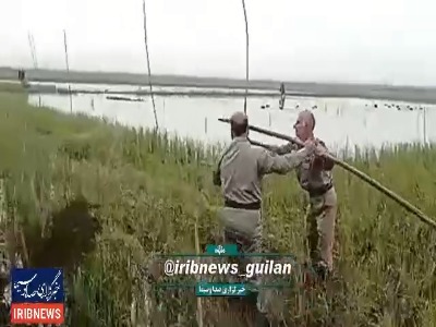 دام‌های هوایی، شیوه جدید شکارچیان غیر مجاز در آستانه‌اشرفیه!