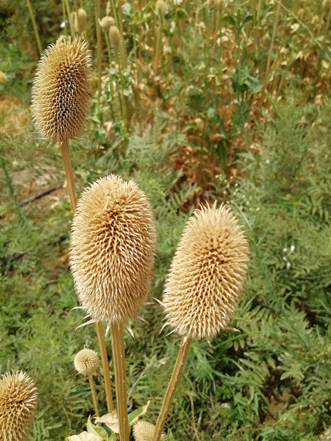 قوی ترین ضد درد بالا تر از لیدوکائین!