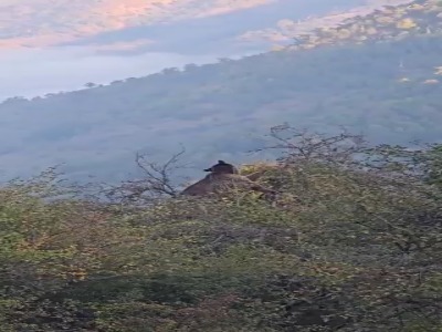 ویدئویی از خرس قهوه‌ای در جنگل‌های هیرکانی