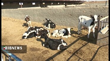 دام‌های قم در تب برفکی می‌سوزند