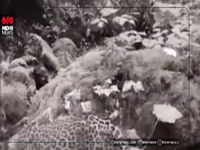 پاییزگردی پلنگ در جنگل رامسر