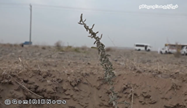 نهال کاری در ۳۰ هکتار از اراضی حاشیه جاده پردیسان ورجان