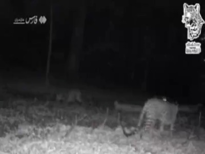 تصاویر ۴پلنگ ایرانی در منطقه سواد کوه مازندران