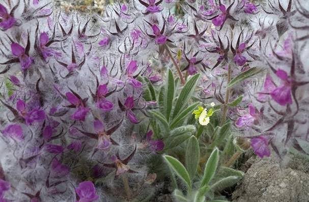 مصلحات چای کوهی