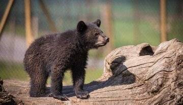 سرنوشت توله خرس گمشده پردیسان