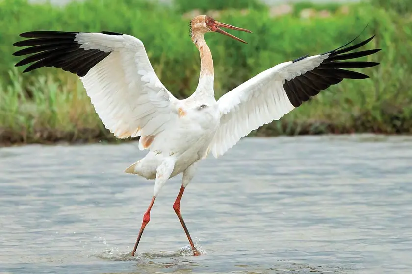 پاییز آمد ولی خبری از «امید» نشد