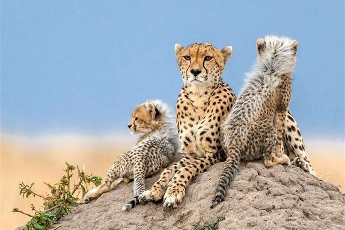 شناسایی ۱۰ یوز جدید؛ امیدها برای نجات یوزپلنگ آسیایی تازه شد