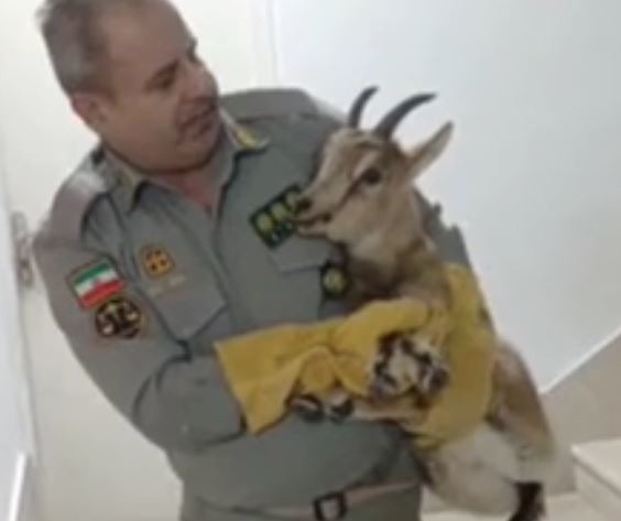 نجات بزغاله ۸‌ماهه گرفتار در برف‌های اورامان