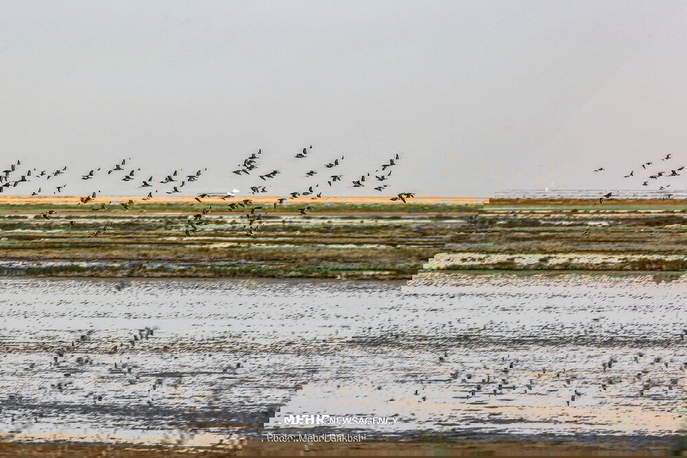 محمدی: بیش از ۳۵ هزار پرنده مهاجر در تالاب مره ثبت شد