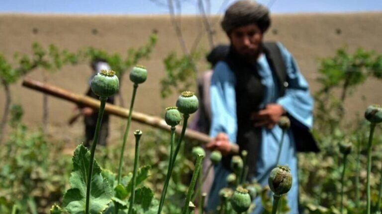 افغانستان در آستانه تبدیل شدن به قطب مواد مخدر صنعتی