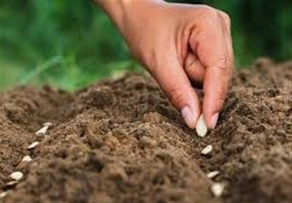 سالانه ۱۰۰ میلیون دلار پای بذر‌های وارداتی ریخته می‌شود