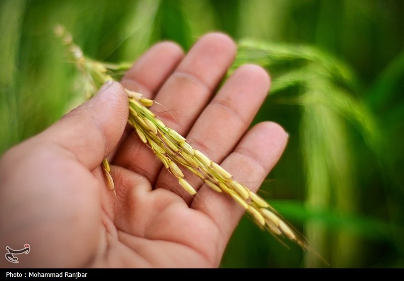 عصر قم