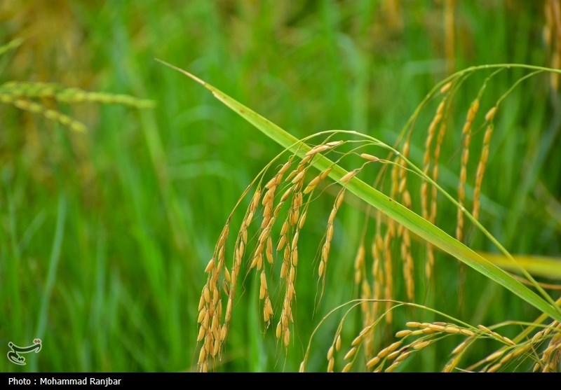 عصر قم