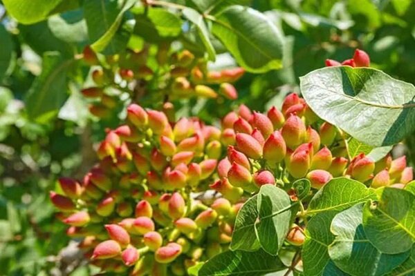 رقم «حسینی» در قم ثبت ملی شد؛ پسته‌ای با عملکرد پایدار و نیاز آبی کمتر