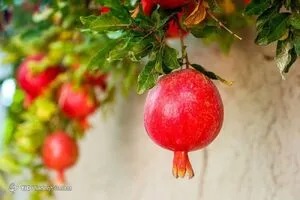 انار؛ میوه‌ای با خواص درمانی!
