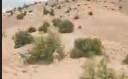 شناسایی و تعقیب و گریز شکارچیان غیر مجاز با استفاده از پهپاد!