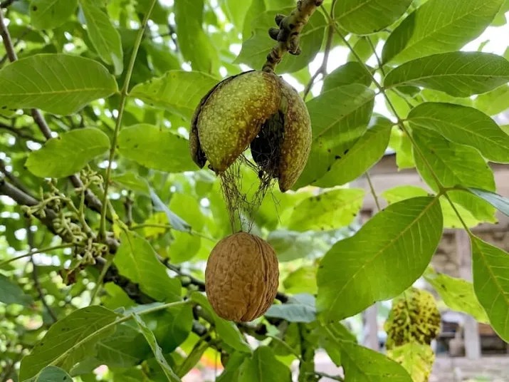 چون گردکان بر شاخه