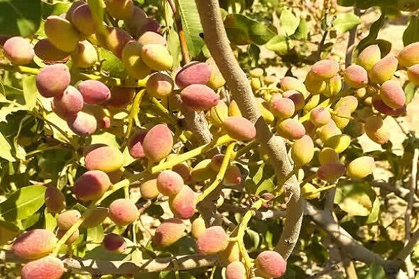 عصر قم
