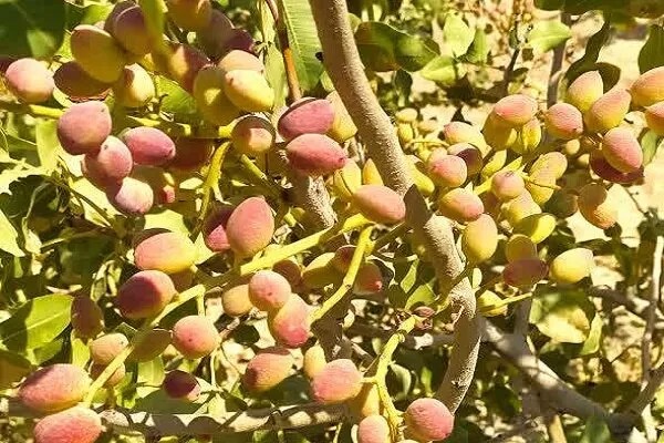 طلای سبز در زاگرس؛ پسته‌ای که از لرستان راهی بازار می‌شود