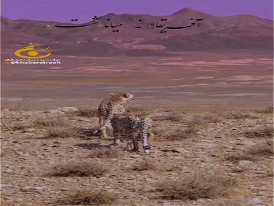 مشاهده ۲ توله هلیا در میاندشت جاجرم